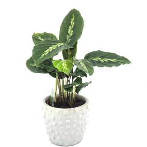 Calathea Maui queen V2