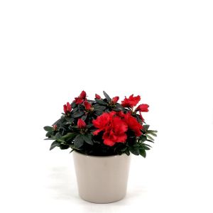 Rhododendron Simsii Red 13 cm pot