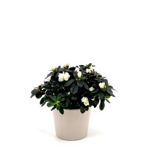 Rhododendron Simsii White 13 cm pot