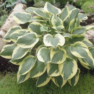 Hosta twilight
