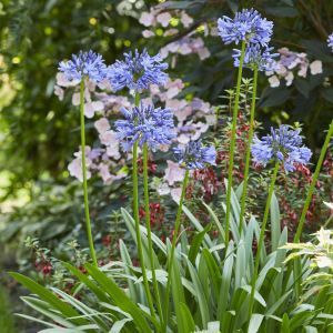 Agapanthus Blue (als Eydori blue)