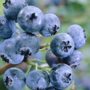 Vaccinium corymbosum (als Blue Jay)