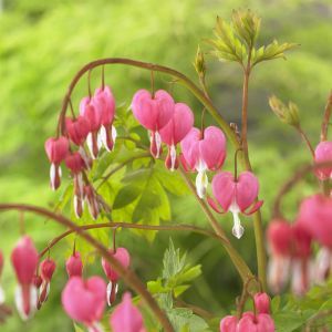 Dicentra spectabilis