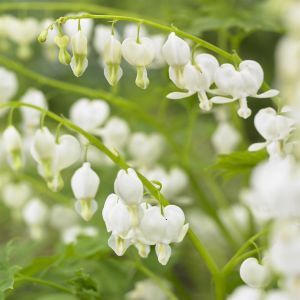 Dicentra spectabilis Alba