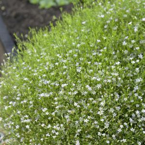 Gypsophila muralis White