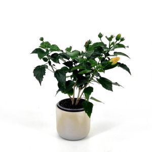 Hibiscus sinensis mix in a pot