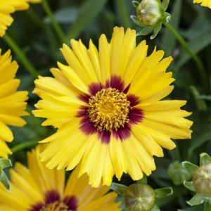 Coreopsis grandiflora (als corey yellow)