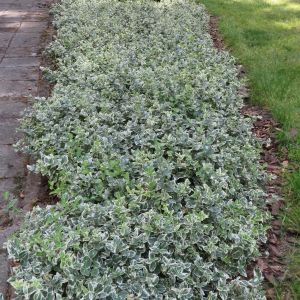Euonymus fortunei Emerald Gaiety 20181022 1
