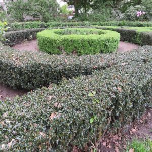 Ilex meserveae Blue Princess 20200514 1