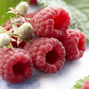 Rubus Idaeus Autumn Bliss v2