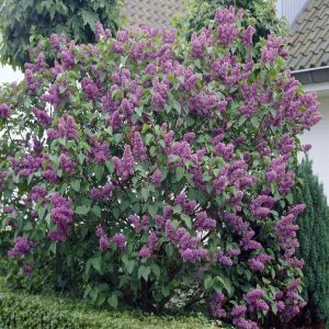 Syringa vulgaris