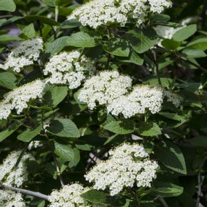 Viburnum Lantana