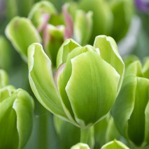 Tulip Triumph Green Power