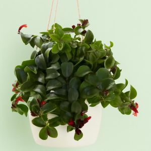 Aeschynanthus Mona Lisa Studio