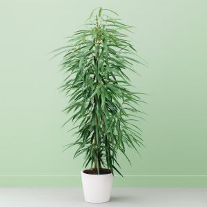 Ficus Amstel Queen (King) Studio