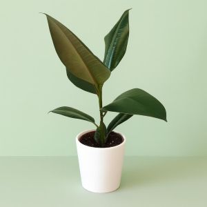 Ficus elastica Robusta 12 cm Studio
