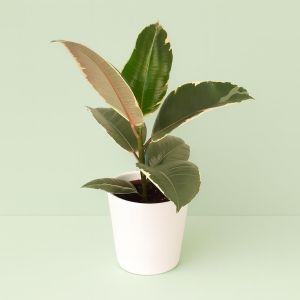 Ficus elastica Tineke 12 cm Studio