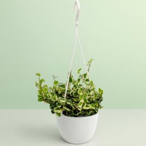 Ficus pumila White Sunny Studio