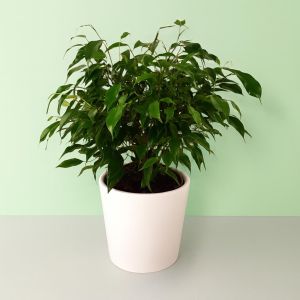Ficus Green Kinky 12 cm Studio