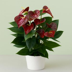 Anthurium brown v2 Studio