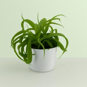 Chlorophytum bonnie Green Studio
