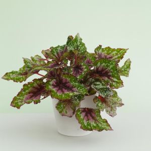 Begonia bi colour Studio