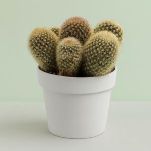 Mammillaria plicayensis 12cm Studio