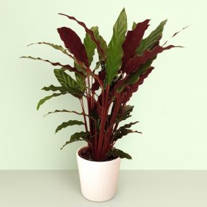 Calathea Rufibarba Studio