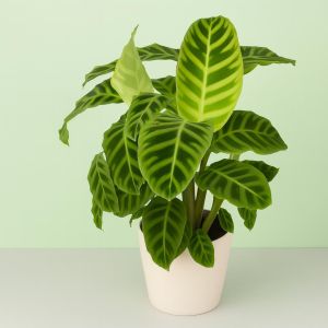 Calathea Zebrina Studio
