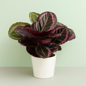 Calathea Surprise Star Studio