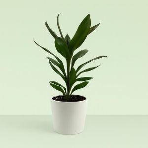Cordyline fr Glauca Studio