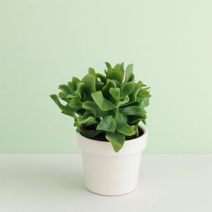 Crasula arborescens  10 Studio