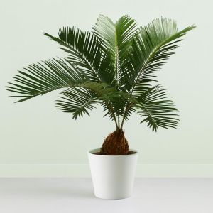 Cycca revoluta decorum v2 Studio