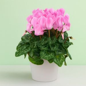 Cyclamen Pink 2 Studio