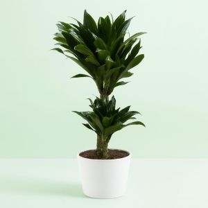 Dracaena deremensis Janet Graig Studio