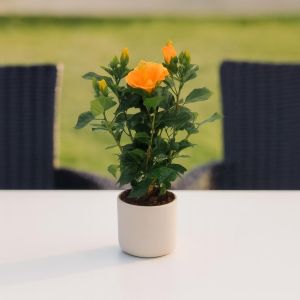 Hibiscus sinensis orange Studio