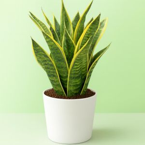 Sansevieria Futura Superba Studio