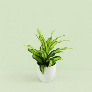 Dracaena fragrans Malaika Studio