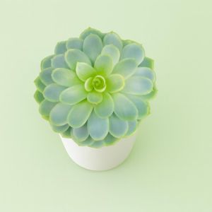 Echeveria Elegance Studio Studio