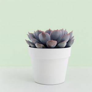 Echeveria Orion 10 Studio Studio