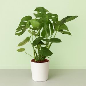 Monstera deliciosa v2 Studio