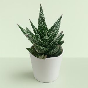 gasworthia.jpg Studio