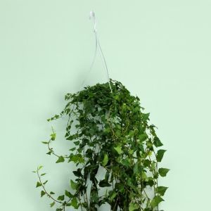 Hedera Helix Lady Kay Studio
