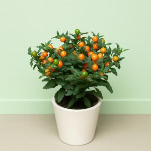 Solanum Pseudocapsicum Studio