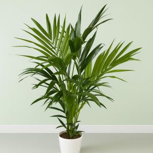 Howea Forsteriana kentia palm Studio