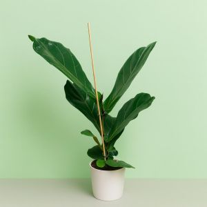 Ficus Lyrata 17 cm pot Studio