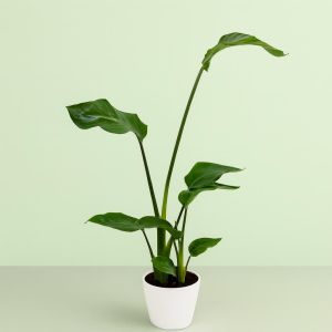 Strelitzia Nicolai 17 cm Studio
