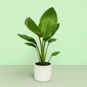 Strelitzia Reginea 9 cm Studio