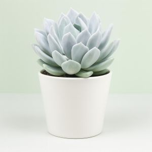 Pachyveria corvus.jpg Studio