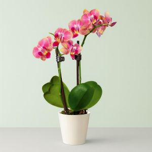 mini orchid maramge  v2 Studio